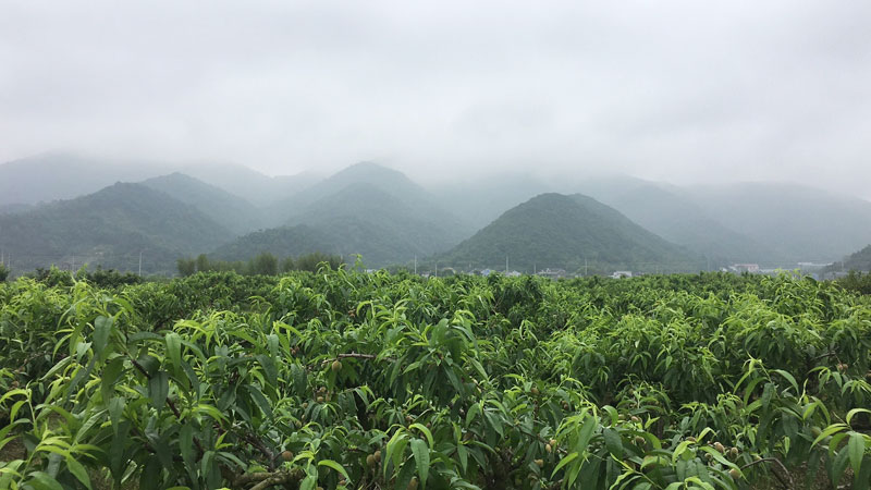 胡陳桃園