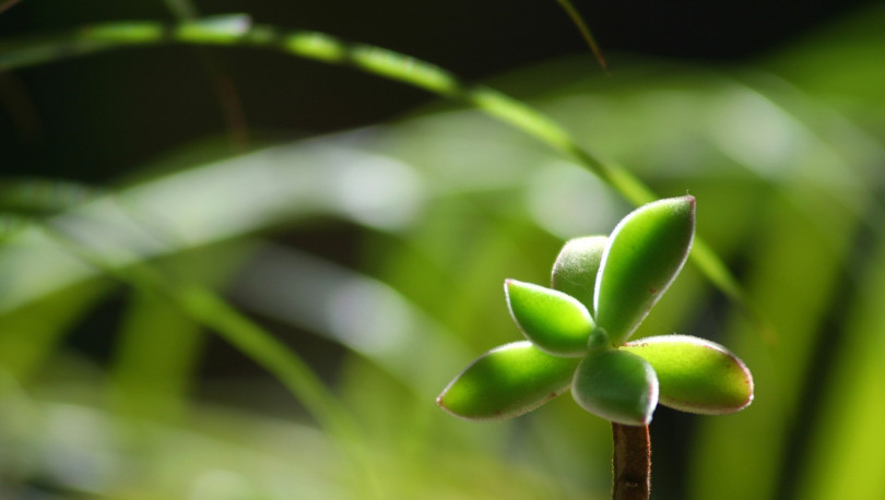 上海綠植租賃公司有哪些