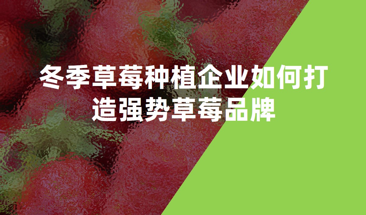 冬季草莓種植企業(yè)如何打造強勢草莓品牌-農(nóng)業(yè)品牌策劃